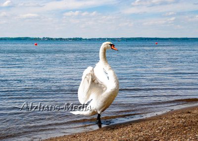 Alzhaus-Media Bildagentur im Chiemgau: Chiemsee-Schwan