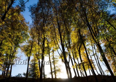 Alzhaus-Media Bildagentur im Chiemgau: Herbstbäume bei Trostberg
