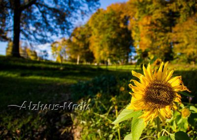 Alzhaus-Media Bildagentur im Chiemgau: Sonnenblume auf der Trostberger Siegertshöhe