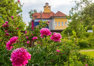 Alzhaus-Media Bildagentur im Chiemgau: Rosengarten in Trostberg